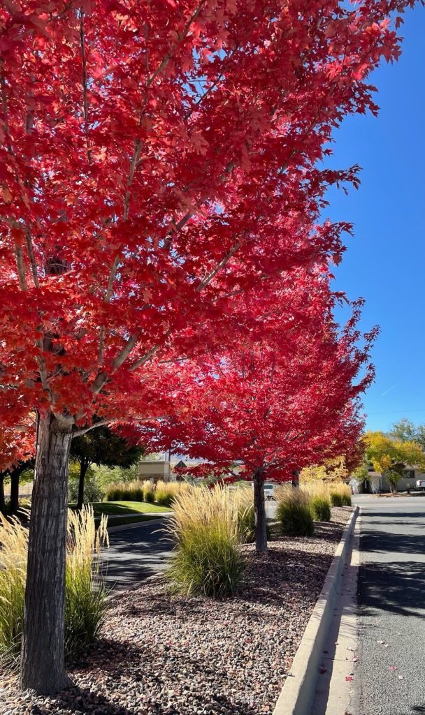 A row of trees with vibrant red leaves in autumn