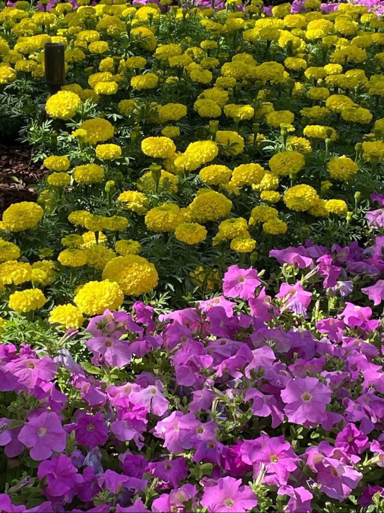 A vibrant flower bed with yellow and purple blooms
