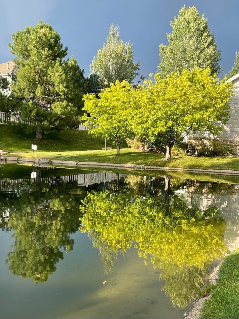 A tranquil pond with trees reflected in its surface