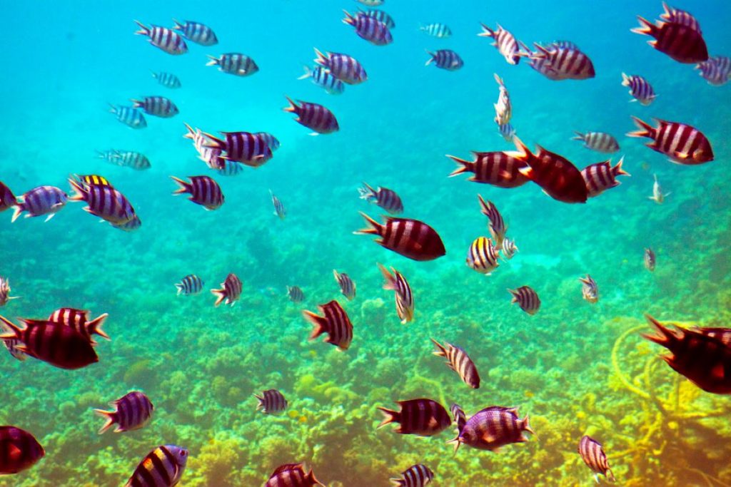 A school of fish swimming underwater.