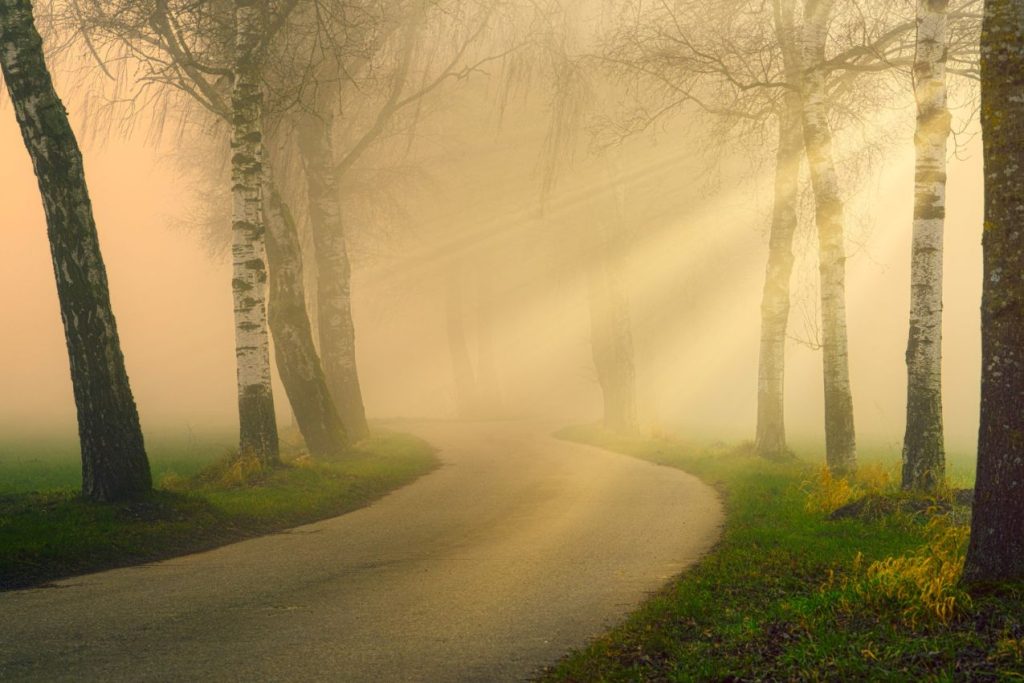 A road through the foggy woods.